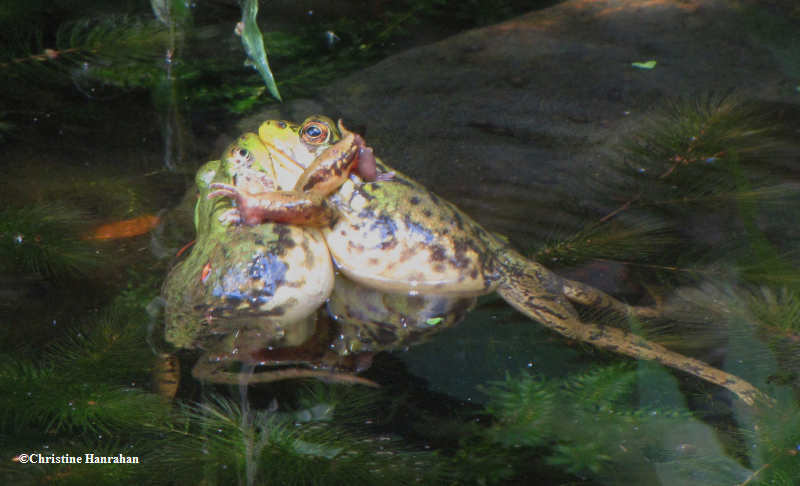 Green frogs (Rana clamitans) fighting