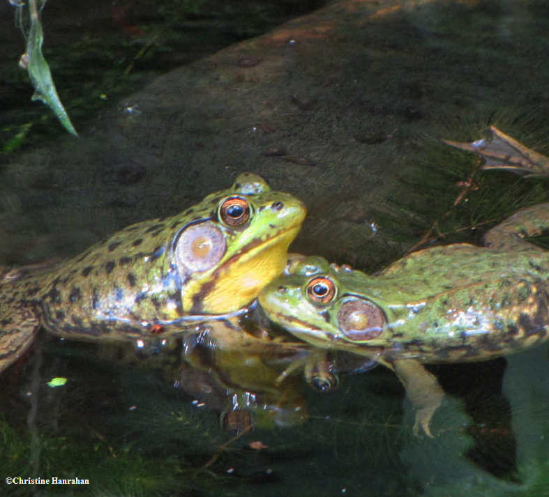 Green frogs (Rana clamitans) - end of the fight