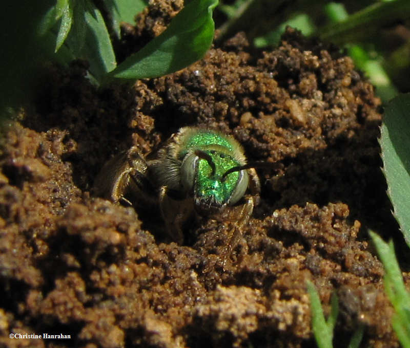 Sweat bee  (Agapostemon) emerging from burrow