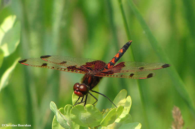 Calico pennant  (Celithemis elisa), male