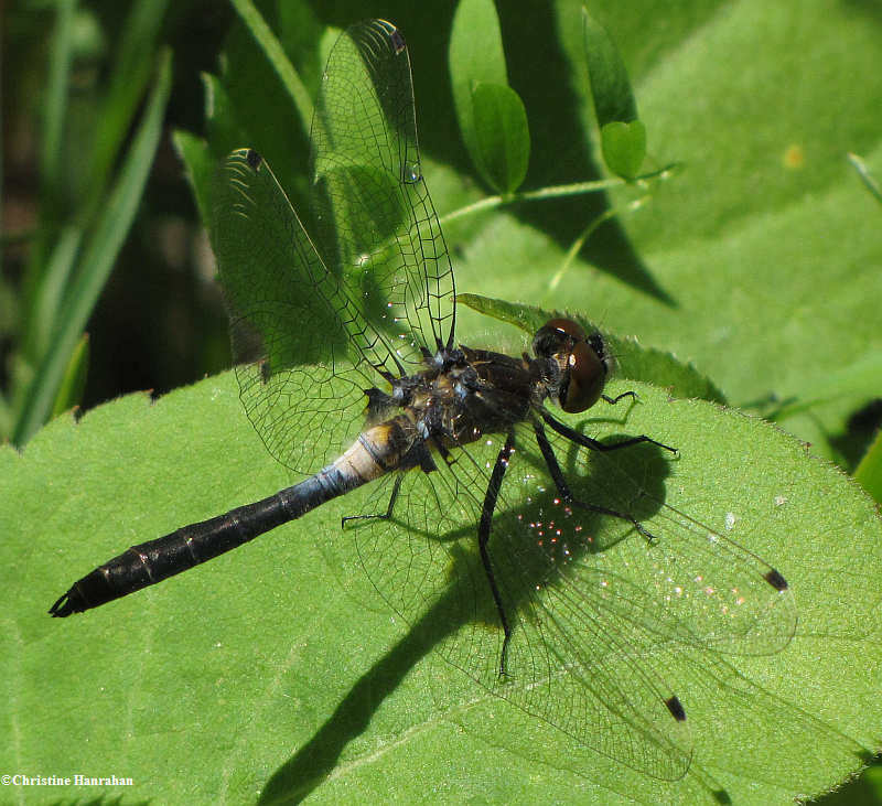 Frosted whiteface (Leucorrhinia frigida)