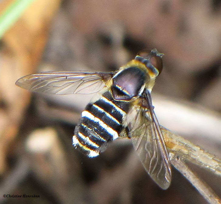 Bee fly (Villa sp), a bee mimic