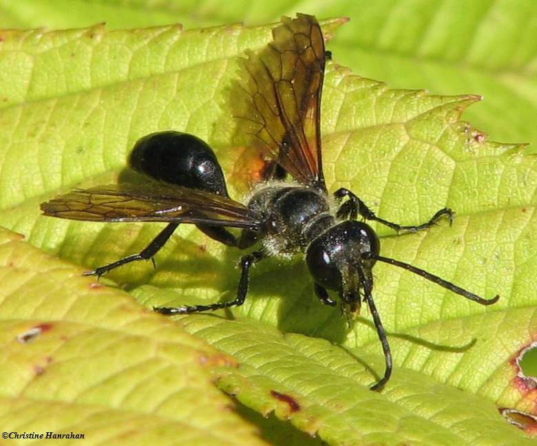 Grass-carrying wasp (Isodontia mexicana)