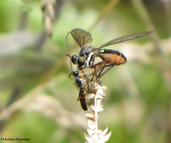 Robber fly (<em>Dioctria</em> sp.)