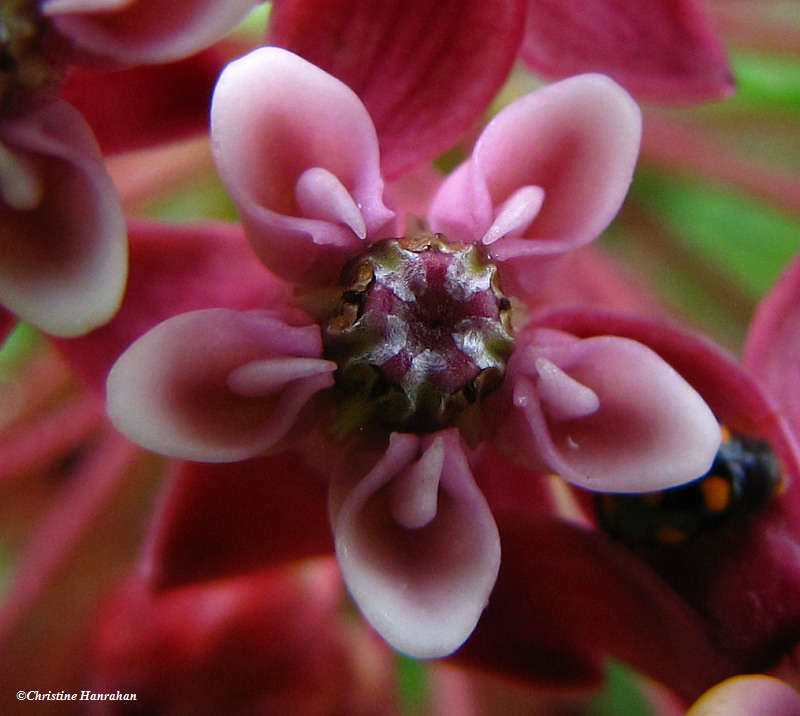 Milkweed, Common (Asclepias syriaca)