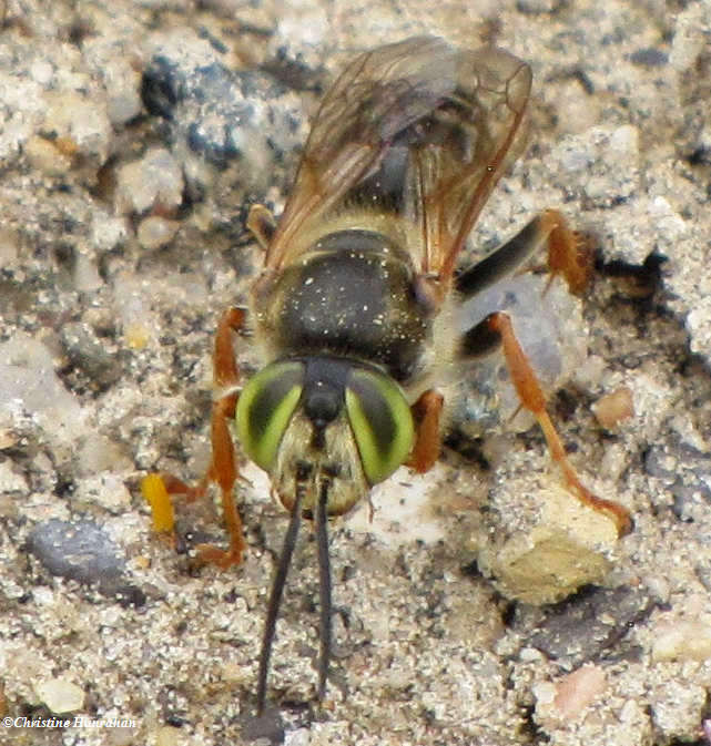 Digger wasp (Tachytes sp.)