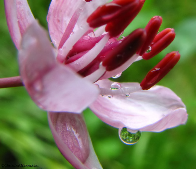 Flowering rush (Butomus umbellatus)