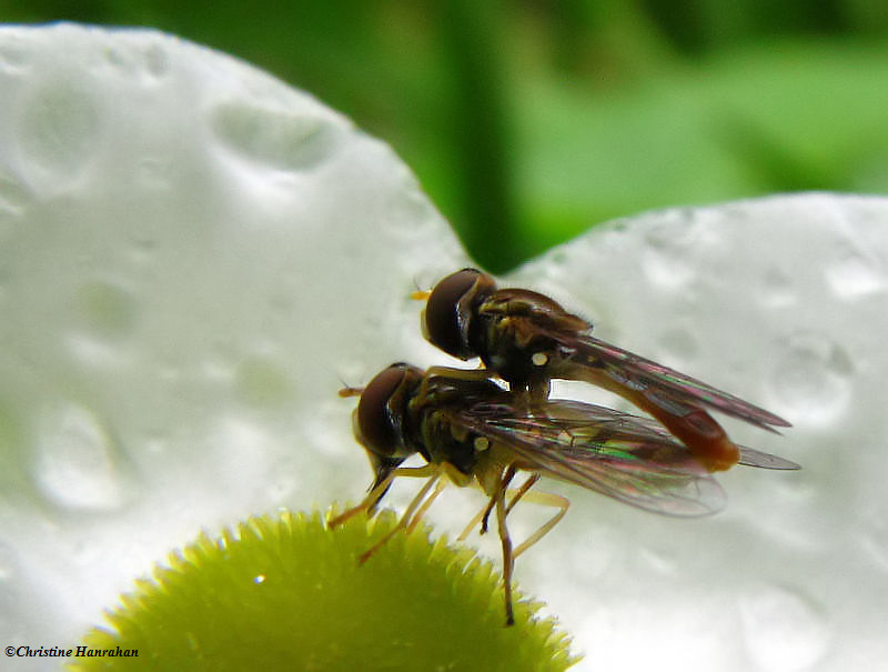 Hover flies (Toxomerus) on Arrowhead flower