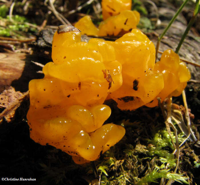 Orange jelly fungus (Dacrymyces palmatus)