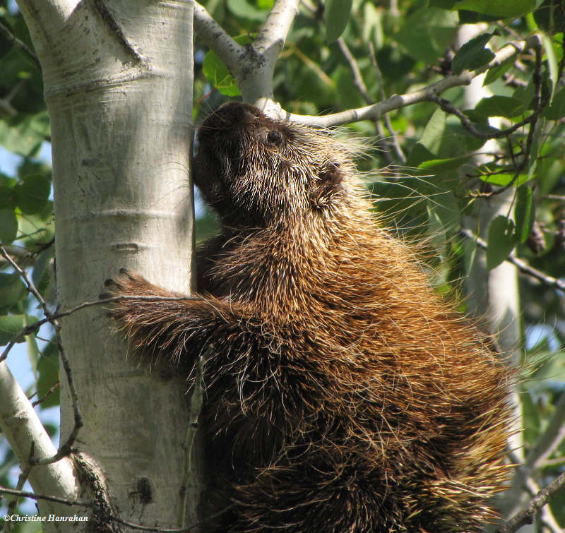 Porcupine climbing tree