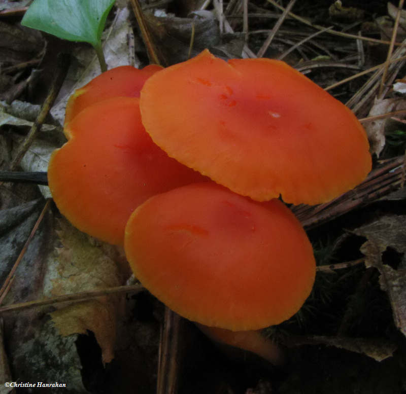 Waxcaps (Hygrocybe)