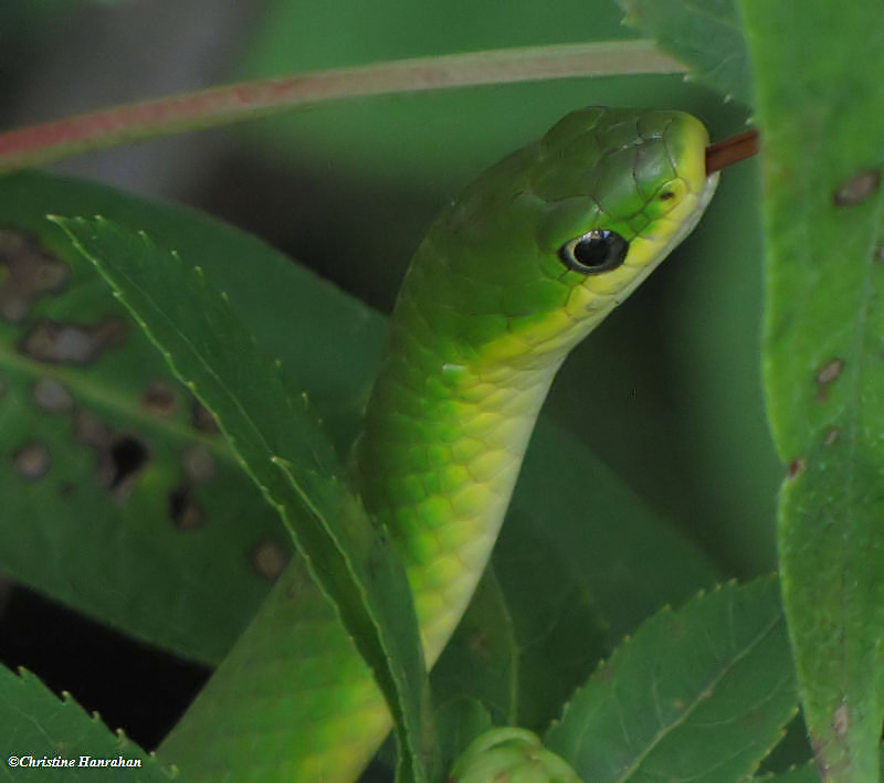 Smooth green snake  (Opheodrys vernalis)