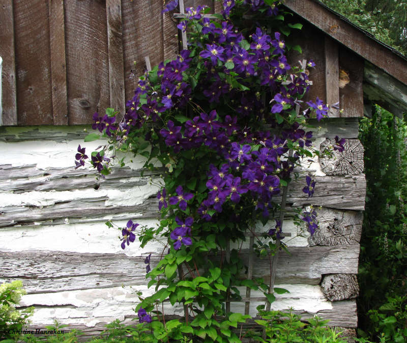 Flowers around the old milk shed