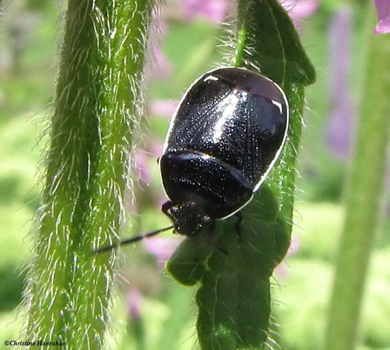 Burrower bug  (Sehirus cinctus)