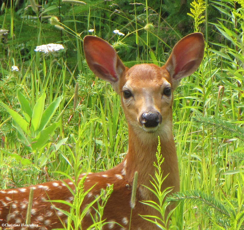 young deer