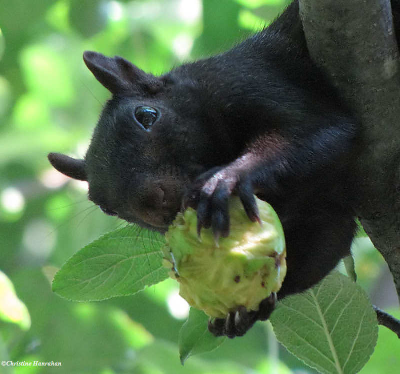 Grey squirrel with apple