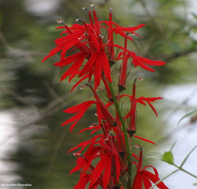 Cardinal flower (Lobelia cardinalis)