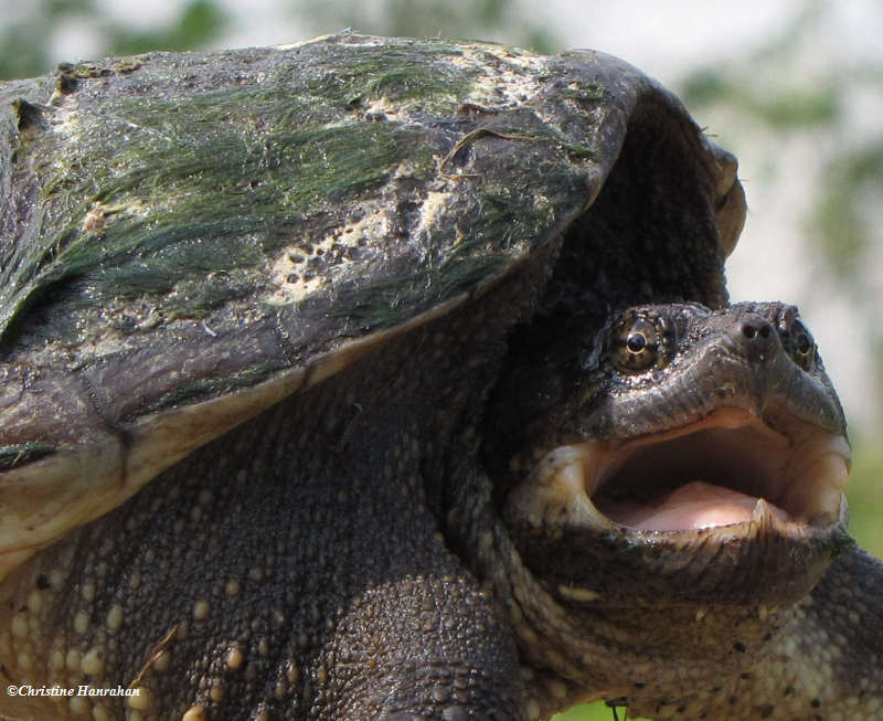 A very unhappy snapping turtle