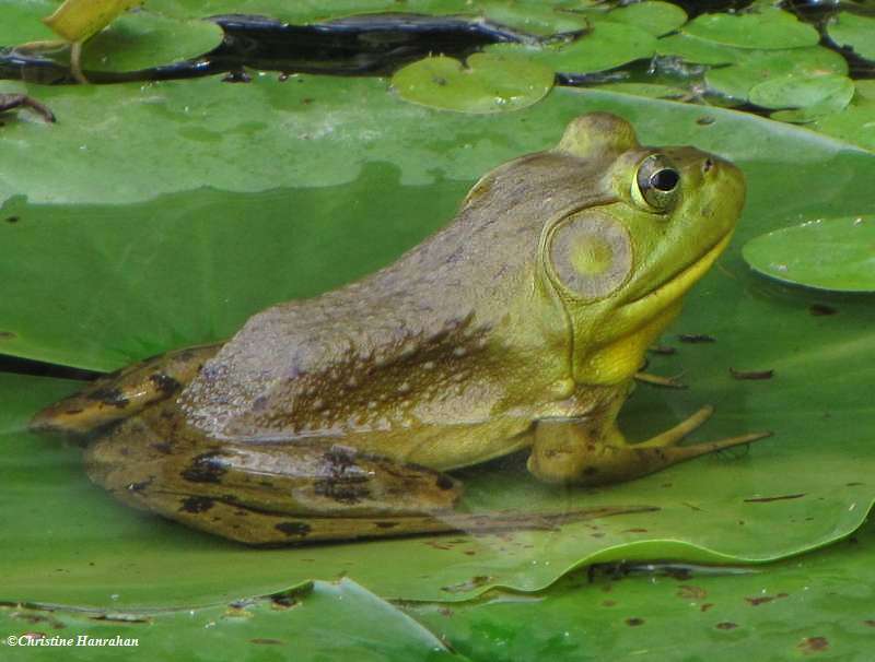 Bullfrog (Rana catesbiana) on lilypad