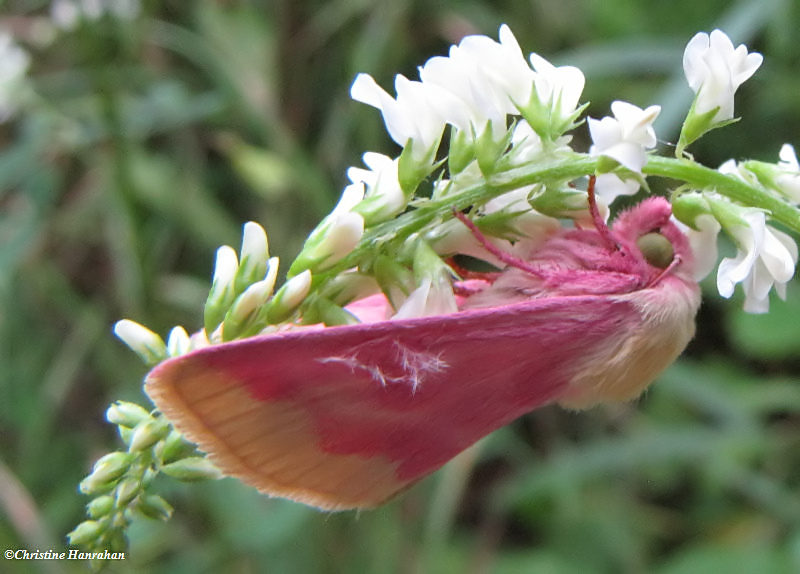 Primrose moth (Schinia florida) on White sweet clover