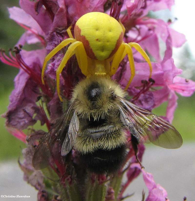 Goldenrod crab spider (<em>Misumena vatia</em>)with bumblebee