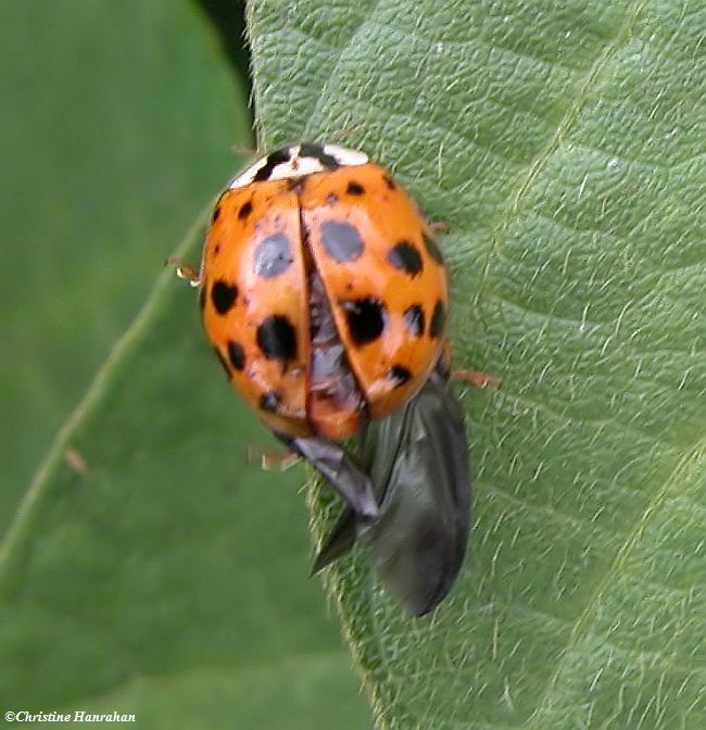Asian ladybeetle with wings hanging down from under elytra