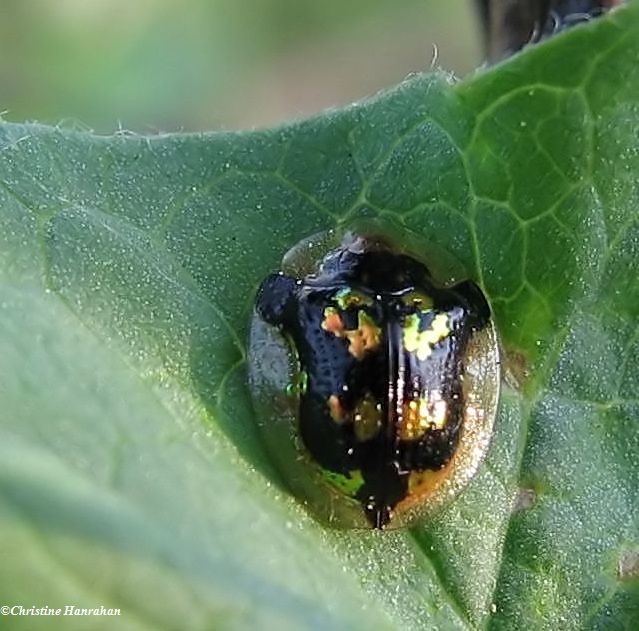 Mottled Tortoise beetle (Deloyala guttata)