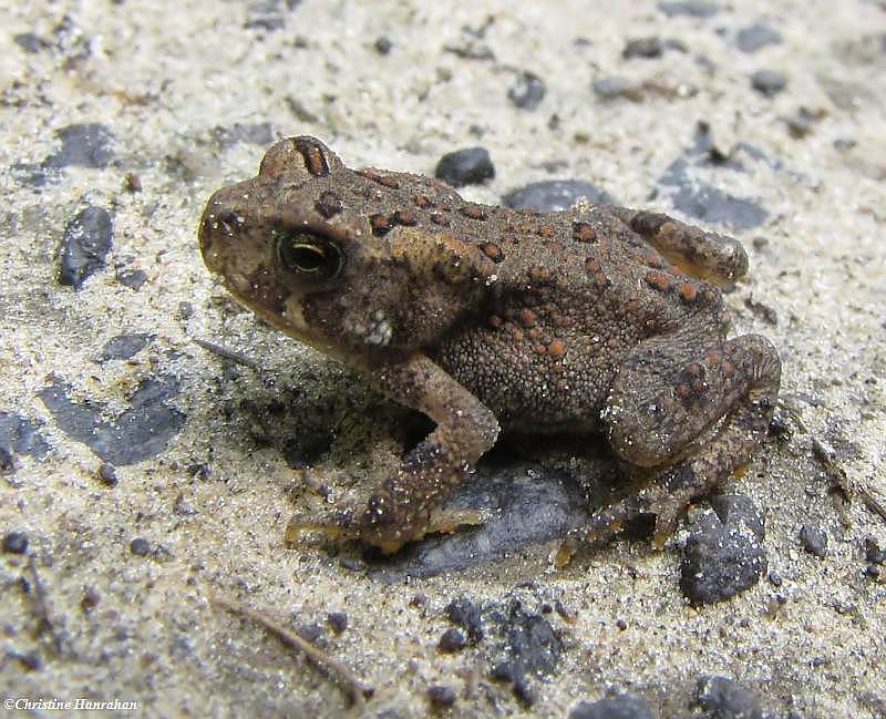 Toadlet (Anaxyrus americanus)