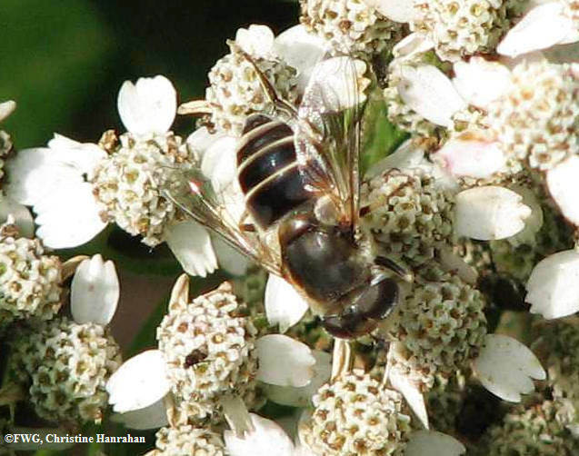 Hover fly (Eristalis dimidiata) on yarrow