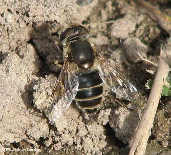 Hover fly (Eristalis dimidiata)