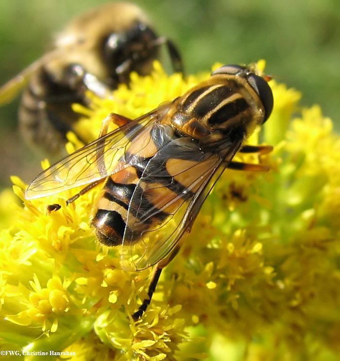 Hover fly (Helophilus fasciatus) on goldenrod