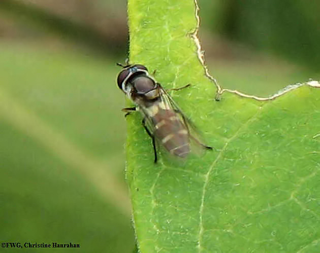 Hover fly, (Melangyna sp., prob.lasiophthalma)