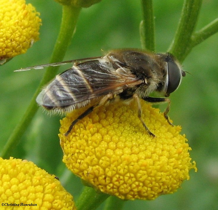 Hover fly (Eristalis  sp.) , a bee mimic