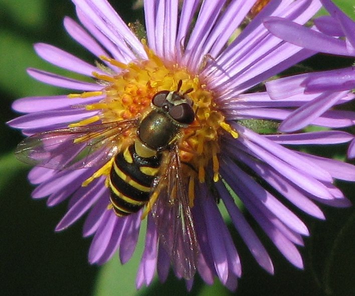 Hover fly (Epistrophe) sp.) on New England aster
