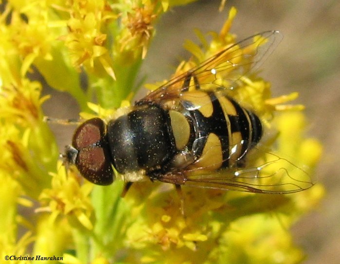 Hover fly (Eristalis  sp.) on Goldenrod