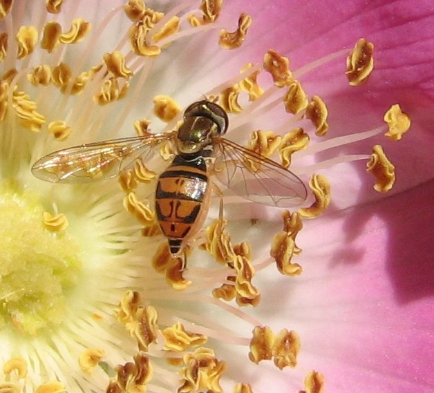Hover fly (Toxomerus marginatus) on a wild rose