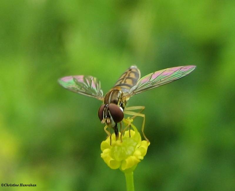Hover fly (Toxomerus marginatus)