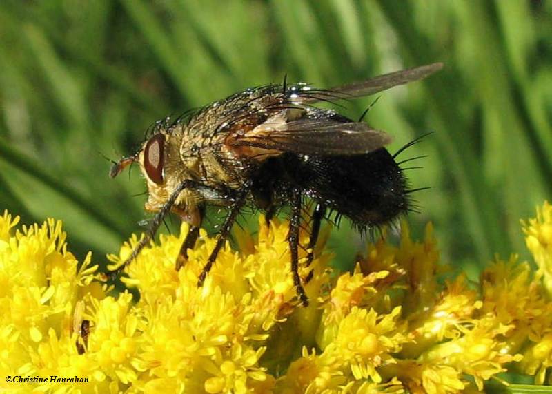 Tachinid fly (Archytas apicifer), female, on Goldenrod