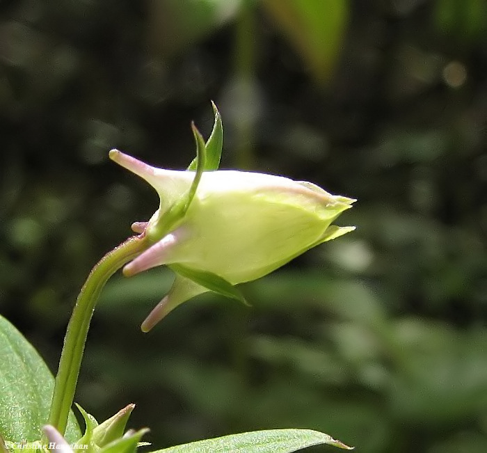 Gentian, Spurred (Halenia deflexa)