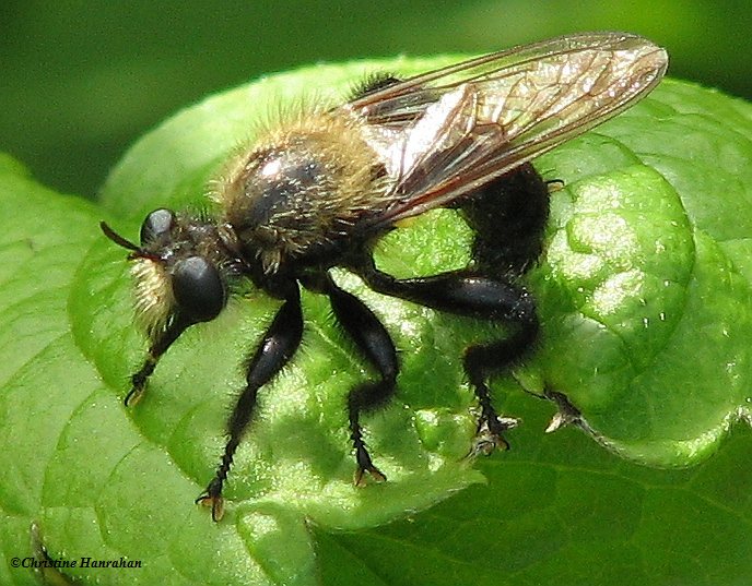 Robber fly (Laphria flavicollis)