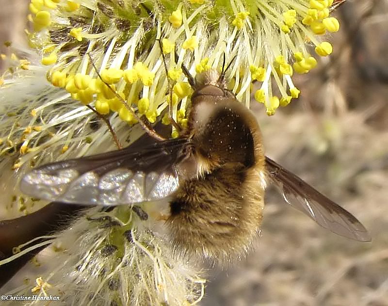 Greater bee fly (Bombylius major), a bee mimic
