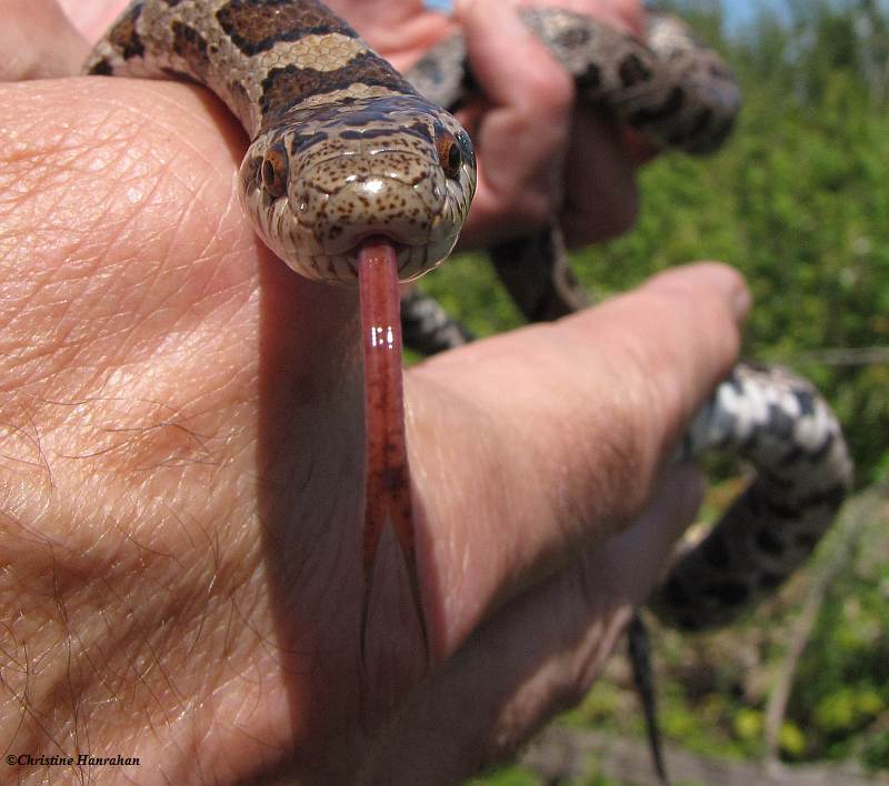 Milk Snake (Lampropeltis triangulum)