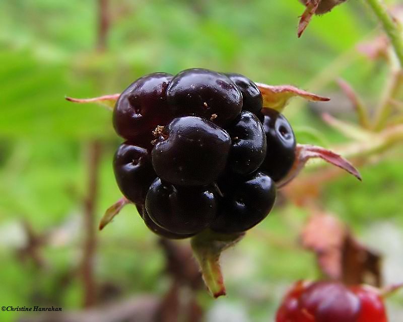 Ripe wild blackberry (<em>Ribes</em>)