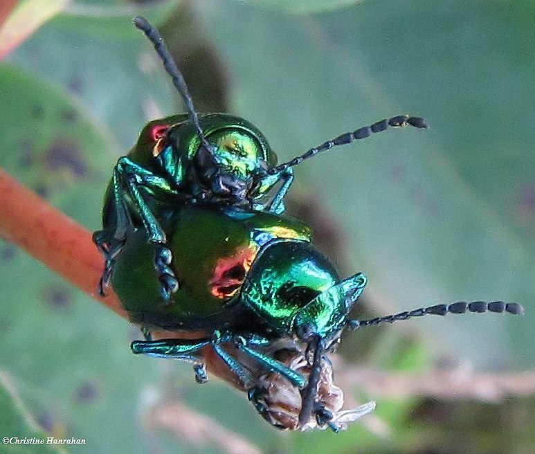 Dogbane beetles (Chrysochus auratus) on  spreading dogbane