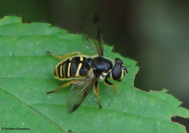 Hover fly (Sericomyia chrysotoxoides), bee mimic