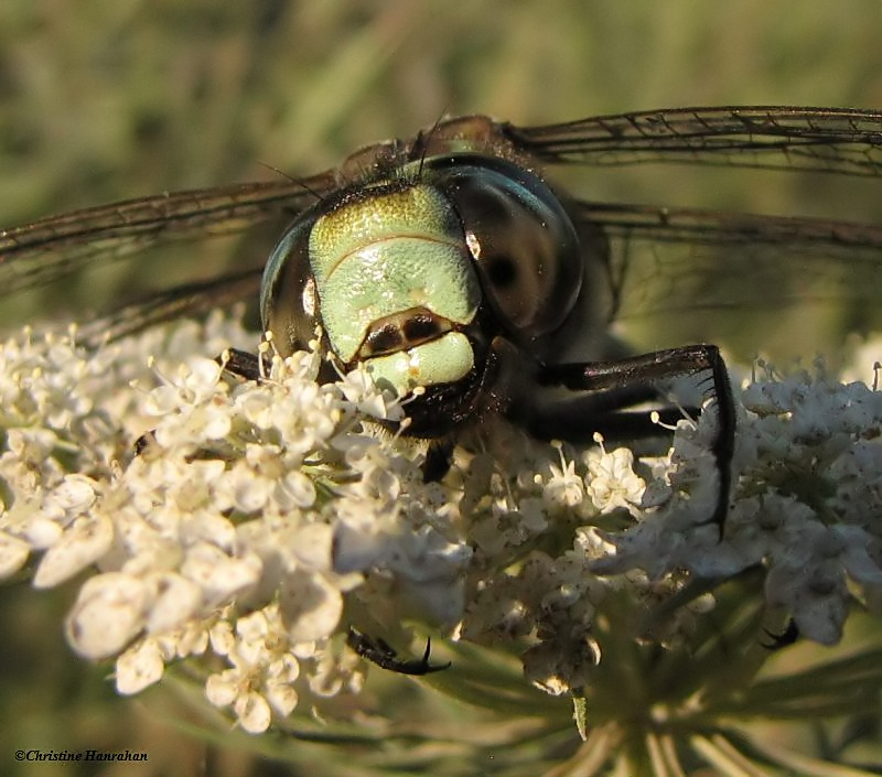 Canada darner (Aeshna canadensis)