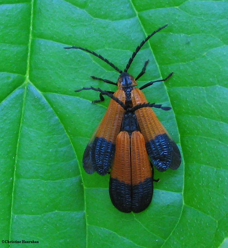 Net-winged beetle (Calopteron terminale)  mating pair