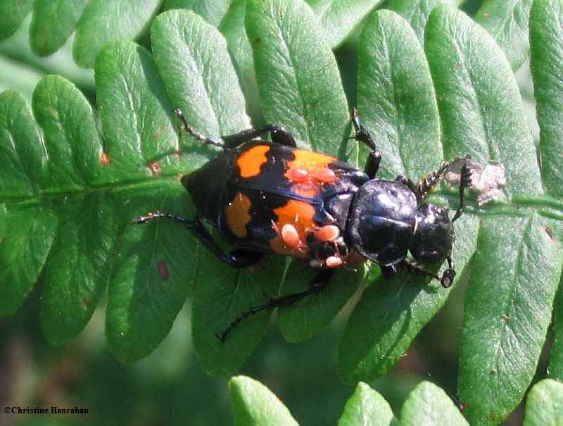 Carrion beetle  (<em>Nicrophorus</em>  sp.)  with mites