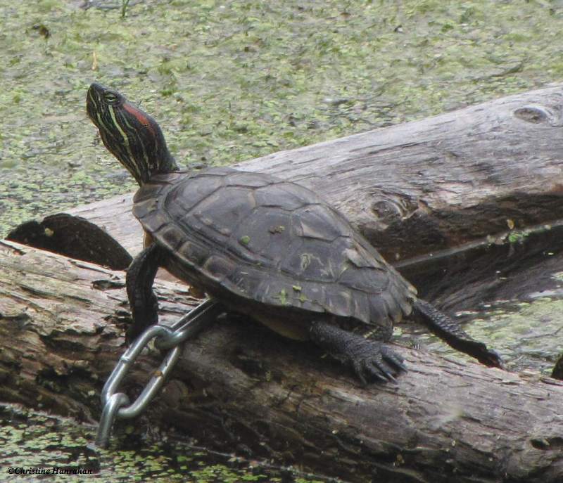 Red-eared slider