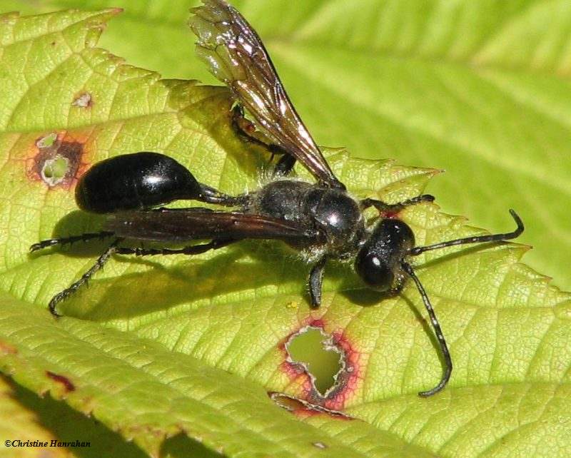 Grass-carrying wasp (Isodontia mexicana)